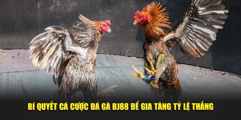 Bí quyết cá cược đá gà BJ88 để gia tăng tỷ lệ thắng