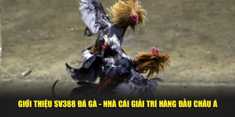 Giới thiệu Sv388 đá gà nhà cái giải trí hàng đầu châu Á