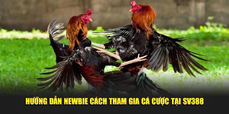 Hướng dẫn newbie cách tham gia cá cược tại SV388