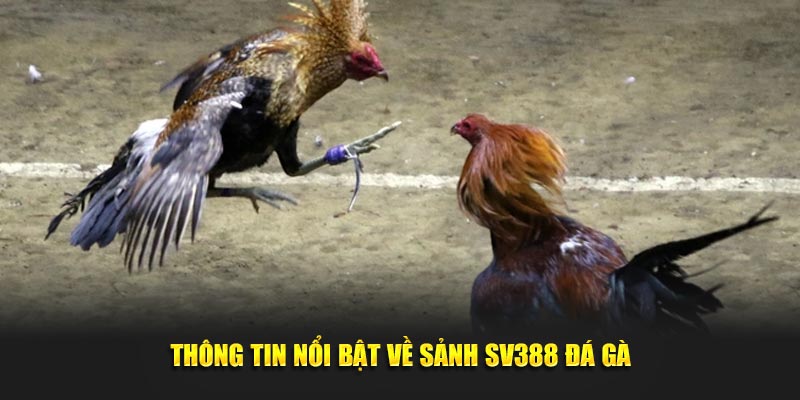 Thông tin nổi bật về sảnh SV388 đá gà