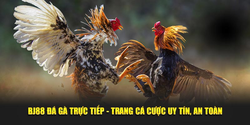 BJ88 đá gà trực tiếp trang cá cược uy tín an toàn